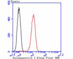 Calsequestrin Antibody in Flow Cytometry (Flow)