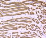 Calsequestrin Antibody in Immunohistochemistry (Paraffin) (IHC (P))