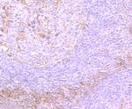 TGF alpha Antibody in Immunohistochemistry (Paraffin) (IHC (P))