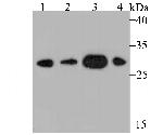 DDAH2 Recombinant Rabbit Monoclonal Antibody (JB59-33)
