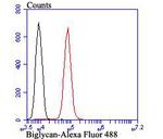 Biglycan Antibody in Flow Cytometry (Flow)
