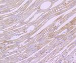 Biglycan Antibody in Immunohistochemistry (Paraffin) (IHC (P))