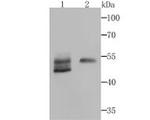 Biglycan Antibody in Western Blot (WB)