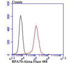 RPA70 Antibody in Flow Cytometry (Flow)