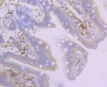 Creatine Kinase MB Antibody in Immunohistochemistry (Paraffin) (IHC (P))