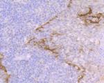 Galectin 7 Antibody in Immunohistochemistry (Paraffin) (IHC (P))