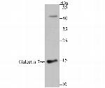 Galectin 7 Antibody in Western Blot (WB)