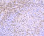 CD3 Antibody in Immunohistochemistry (Paraffin) (IHC (P))