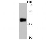 CD3 Antibody in Western Blot (WB)