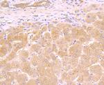 Galectin 8 Antibody in Immunohistochemistry (Paraffin) (IHC (P))
