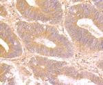 Galectin 8 Antibody in Immunohistochemistry (Paraffin) (IHC (P))