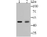 Galectin 8 Antibody in Western Blot (WB)