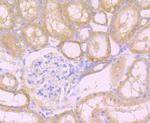 NPC1 Antibody in Immunohistochemistry (Paraffin) (IHC (P))