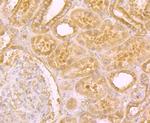 NPC1 Antibody in Immunohistochemistry (Paraffin) (IHC (P))