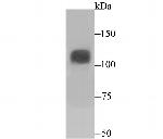 NPC1 Antibody in Western Blot (WB)