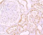 CD205 Antibody in Immunohistochemistry (Paraffin) (IHC (P))