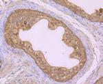GSS Antibody in Immunohistochemistry (Paraffin) (IHC (P))