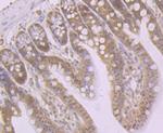 GSS Antibody in Immunohistochemistry (Paraffin) (IHC (P))