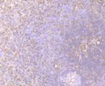 STIP1 Antibody in Immunohistochemistry (Paraffin) (IHC (P))