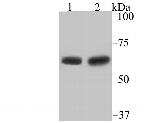 STIP1 Antibody in Western Blot (WB)