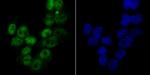 MCM3 Antibody in Immunocytochemistry (ICC/IF)