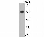 CD27 Antibody in Western Blot (WB)