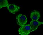 EEF1A1 Antibody in Immunocytochemistry (ICC/IF)