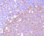 EEF1A1 Antibody in Immunohistochemistry (Paraffin) (IHC (P))