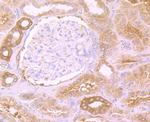 EEF1A1 Antibody in Immunohistochemistry (Paraffin) (IHC (P))