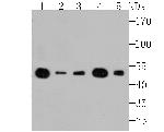 EEF1A1 Antibody in Western Blot (WB)