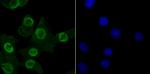 MBD3 Antibody in Immunocytochemistry (ICC/IF)
