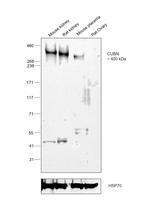 CUBN Antibody in Western Blot (WB)