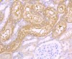 CD46 Antibody in Immunohistochemistry (Paraffin) (IHC (P))