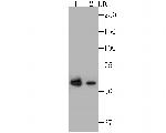 GPI Antibody in Western Blot (WB)