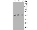 NUF2 Recombinant Rabbit Monoclonal Antibody (JG34-64)