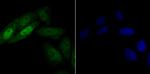 HnRNP Q Recombinant Rabbit Monoclonal Antibody (JG35-72)