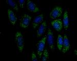 FBXO5 Recombinant Rabbit Monoclonal Antibody (JG35-83)