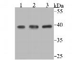 SAE1 Recombinant Rabbit Monoclonal Antibody (JG35-88)