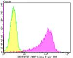 MYST1 Antibody in Flow Cytometry (Flow)