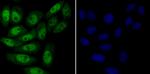 MYST1 Antibody in Immunocytochemistry (ICC/IF)