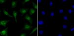 MYST1 Antibody in Immunocytochemistry (ICC/IF)