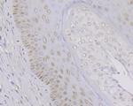 MYST1 Antibody in Immunohistochemistry (Paraffin) (IHC (P))