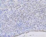 MYST1 Antibody in Immunohistochemistry (Paraffin) (IHC (P))