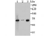 IRAK2 Antibody in Western Blot (WB)