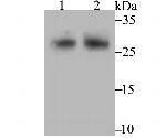 FHL2 Antibody in Western Blot (WB)