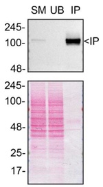 GEF-H1 Antibody in Immunoprecipitation (IP)