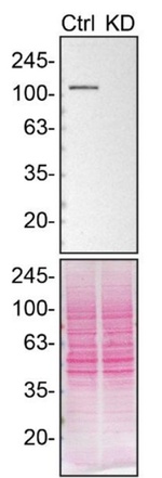 GEF-H1 Antibody