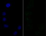 SF3B3 Recombinant Rabbit Monoclonal Antibody (JG63-53)