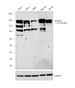 Nicastrin Recombinant Rabbit Monoclonal Antibody (JG68-33)