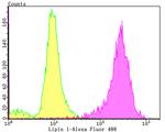 LPIN1 Antibody in Flow Cytometry (Flow)
